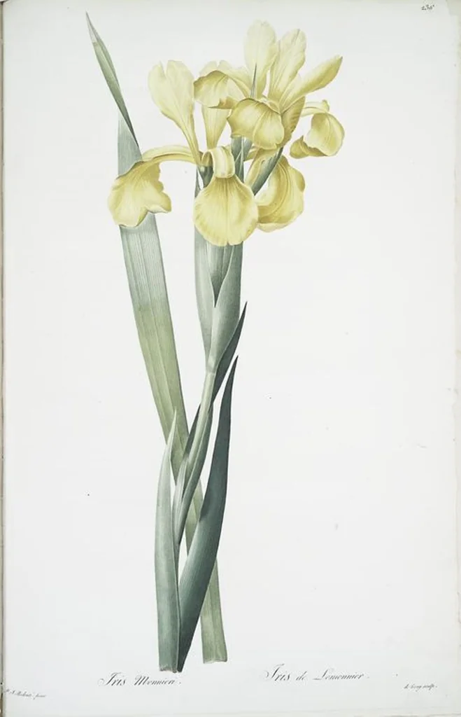 An illustration from Les liliacées, 1805, leaf 241