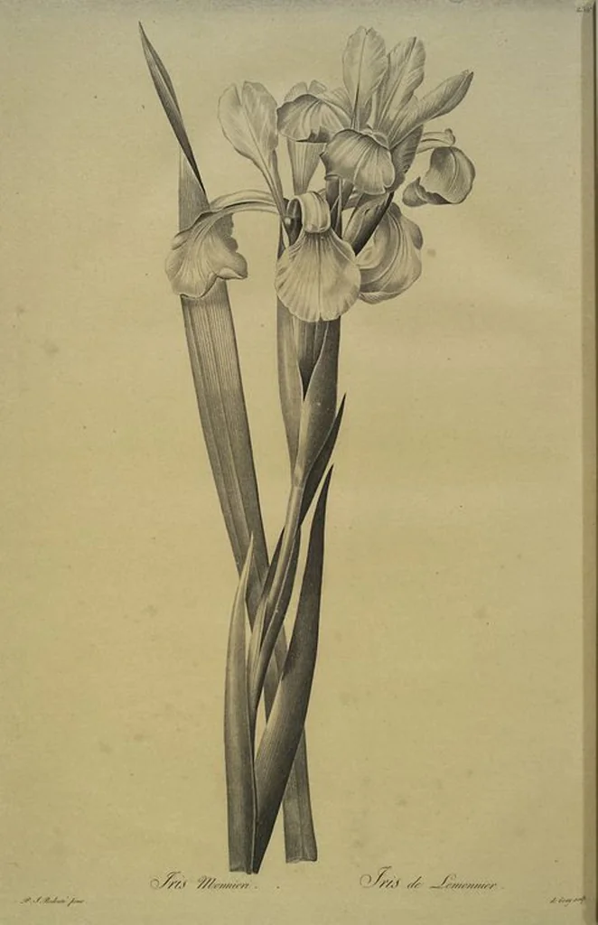 An illustration from Les liliacées, 1805, leaf 241