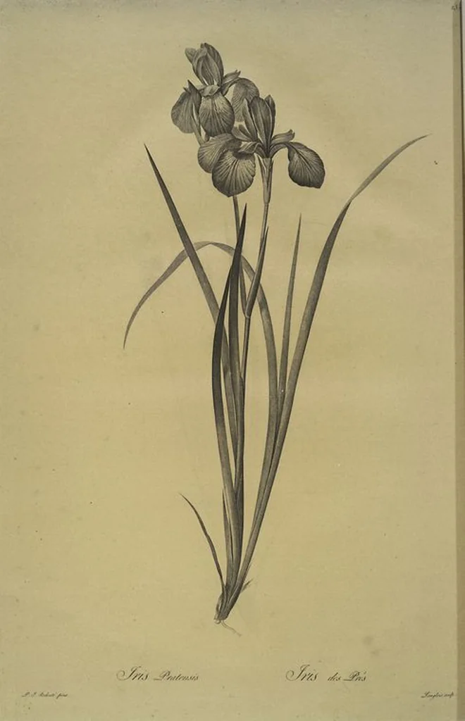 An illustration from Les liliacées, 1805, leaf 242