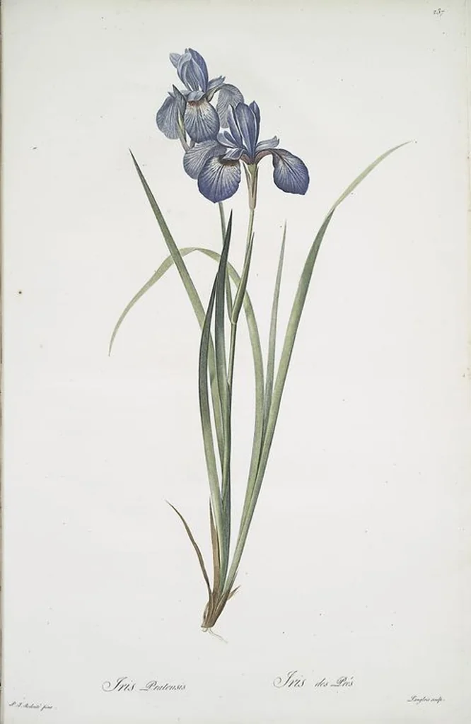 An illustration from Les liliacées, 1805, leaf 242