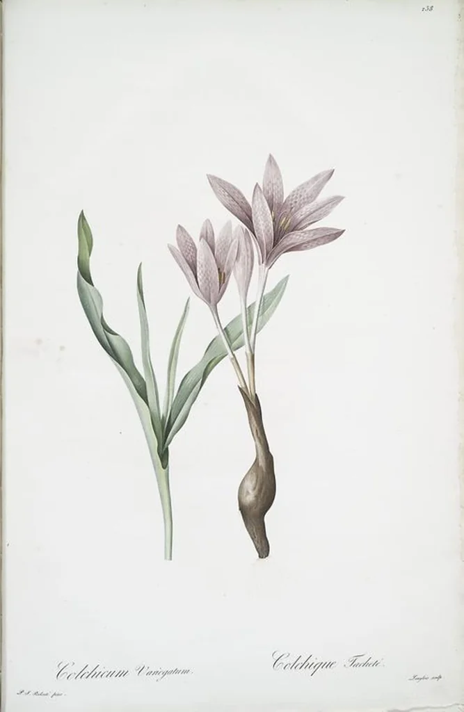 An illustration from Les liliacées, 1805, leaf 243