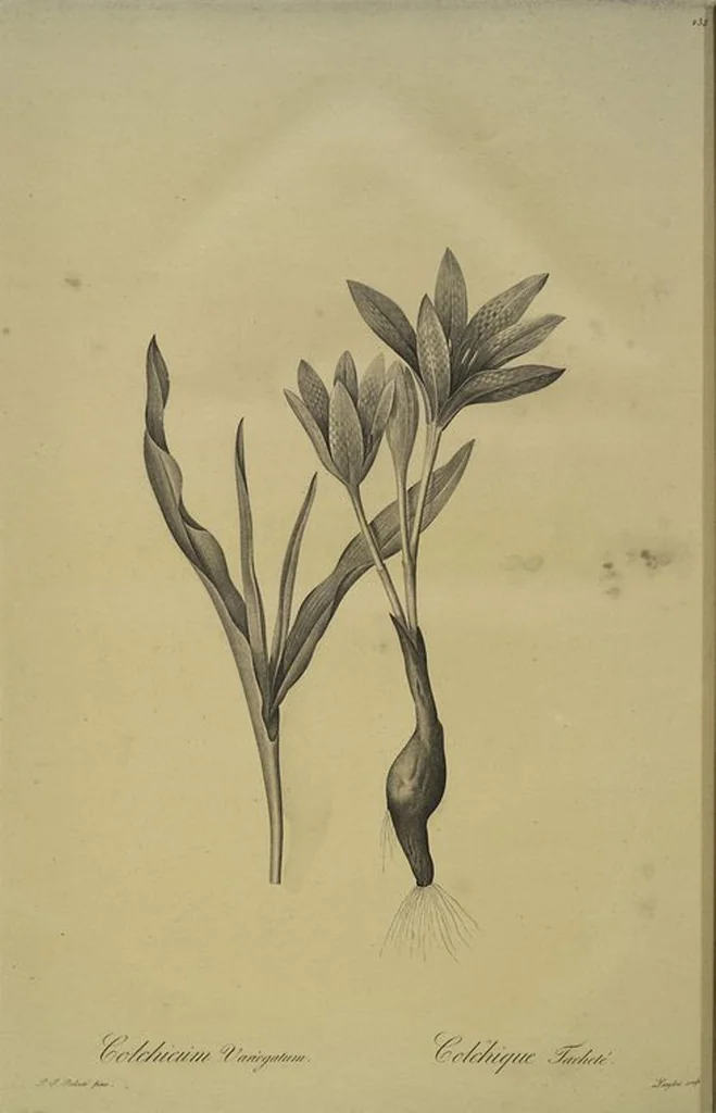 An illustration from Les liliacées, 1805, leaf 243