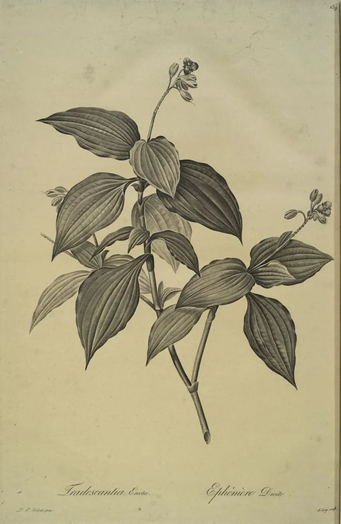 An illustration from Les liliacées, 1805, leaf 244