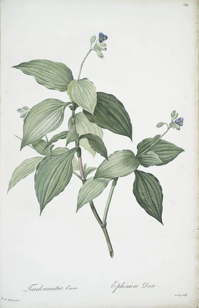 An illustration from Les liliacées, 1805, leaf 244