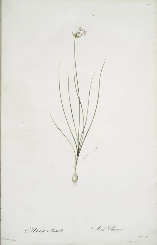 An illustration from Les liliacées, 1805, leaf 245