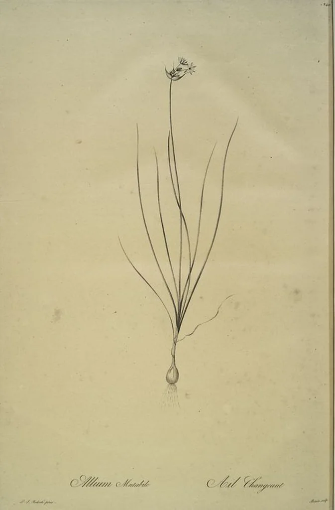 An illustration from Les liliacées, 1805, leaf 245