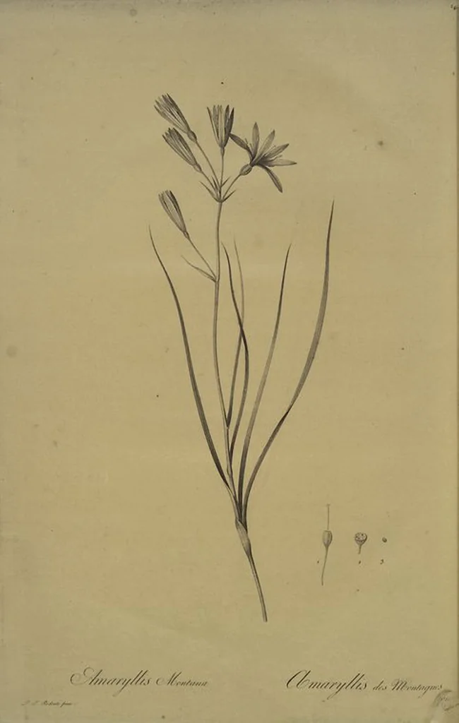 An illustration from Les liliacées, 1805, leaf 247