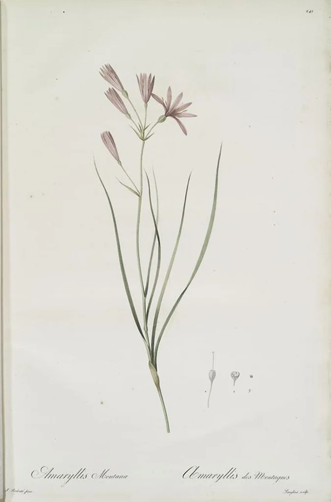 An illustration from Les liliacées, 1805, leaf 247