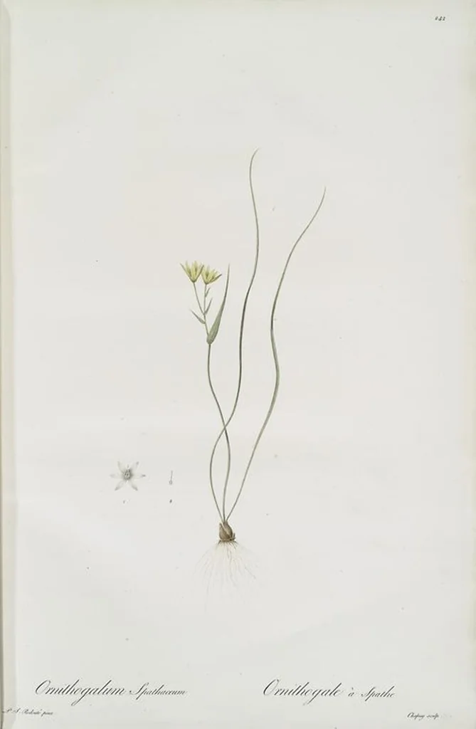 An illustration from Les liliacées, 1805, leaf 248