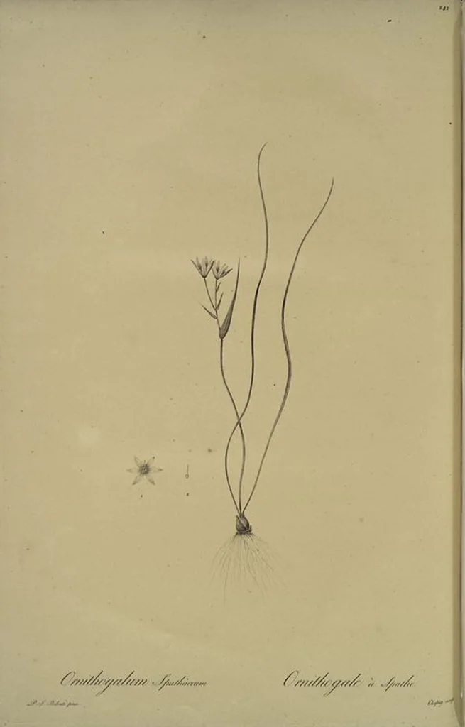 An illustration from Les liliacées, 1805, leaf 248