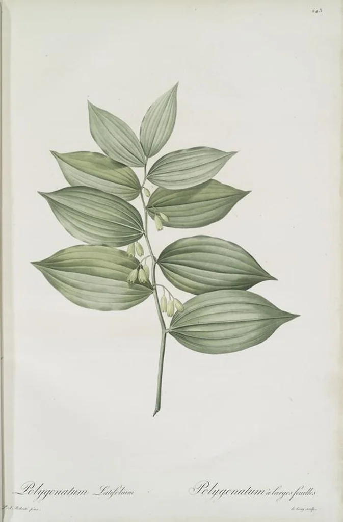 An illustration from Les liliacées, 1805, leaf 249