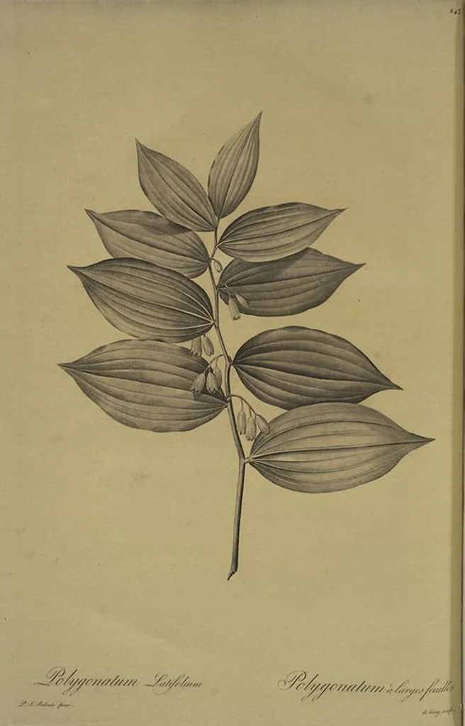 An illustration from Les liliacées, 1805, leaf 249