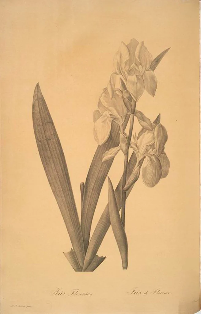 An illustration from Les liliacées, 1805, leaf 25