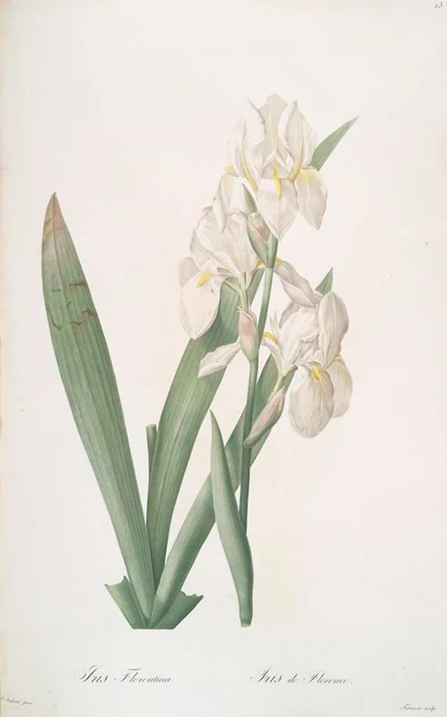 An illustration from Les liliacées, 1805, leaf 25