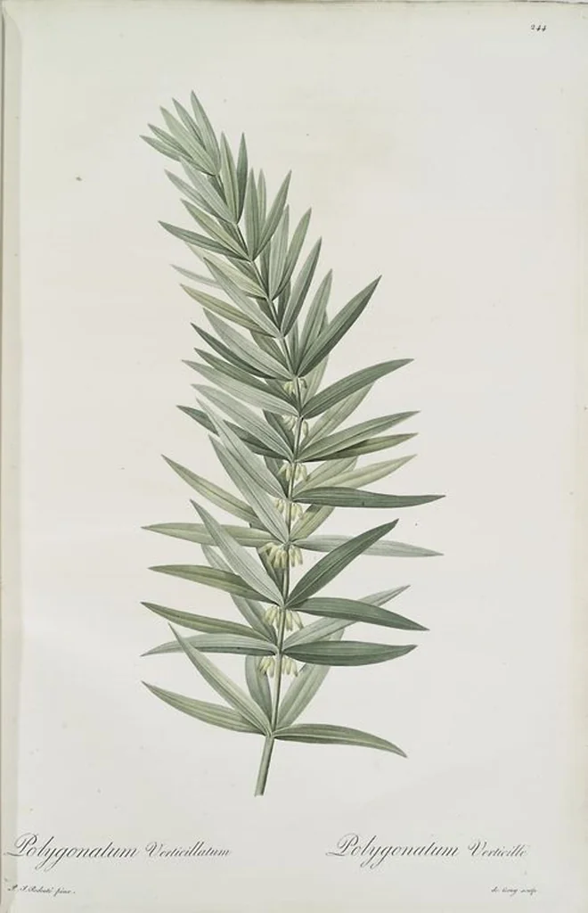 An illustration from Les liliacées, 1805, leaf 250