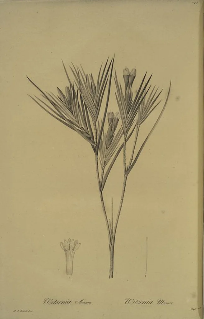 An illustration from Les liliacées, 1805, leaf 251