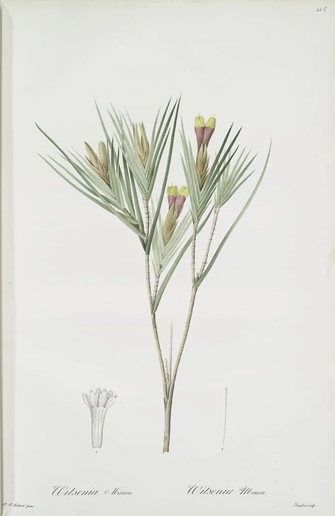 An illustration from Les liliacées, 1805, leaf 251