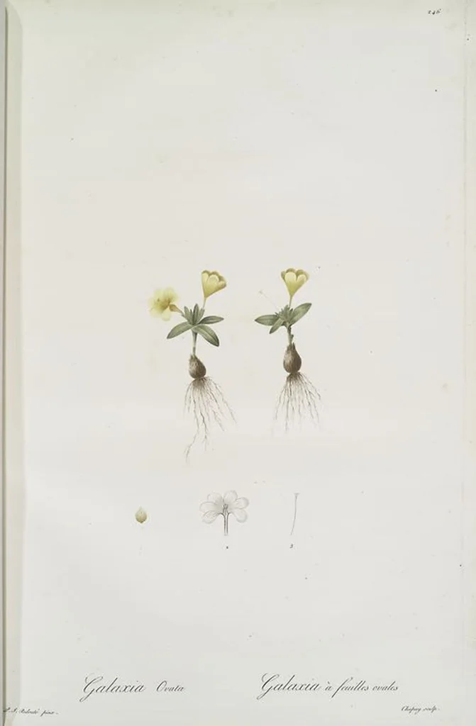 An illustration from Les liliacées, 1805, leaf 252
