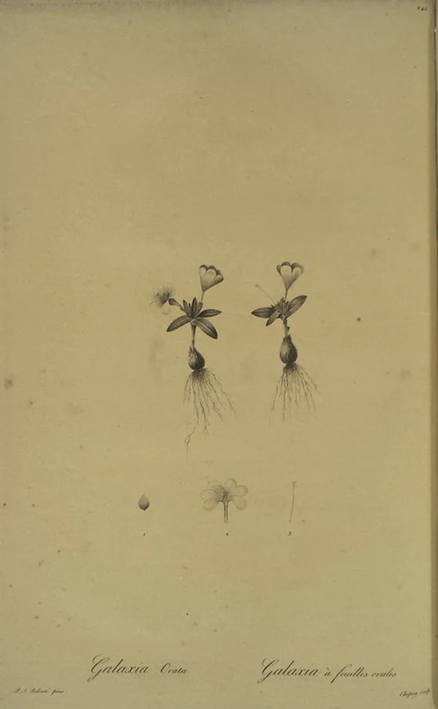 An illustration from Les liliacées, 1805, leaf 252