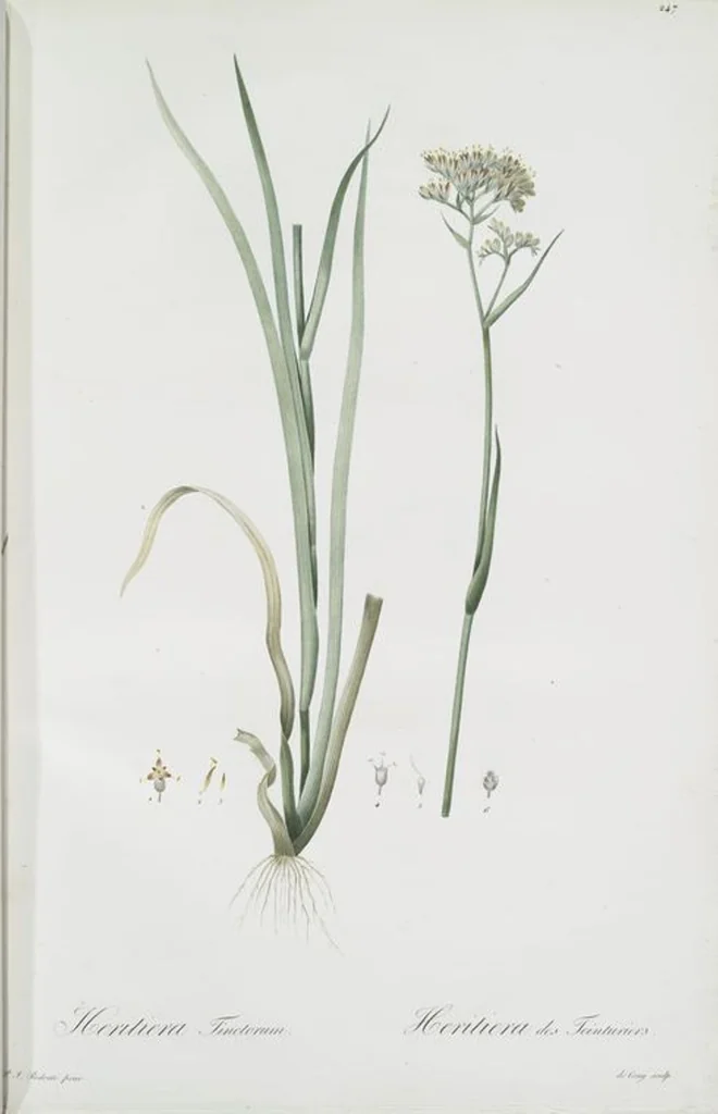 An illustration from Les liliacées, 1805, leaf 253