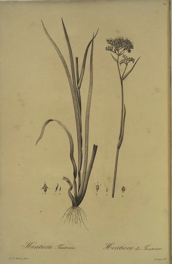 An illustration from Les liliacées, 1805, leaf 253