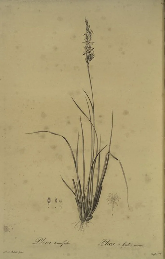 An illustration from Les liliacées, 1805, leaf 254