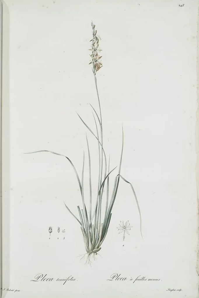 An illustration from Les liliacées, 1805, leaf 254