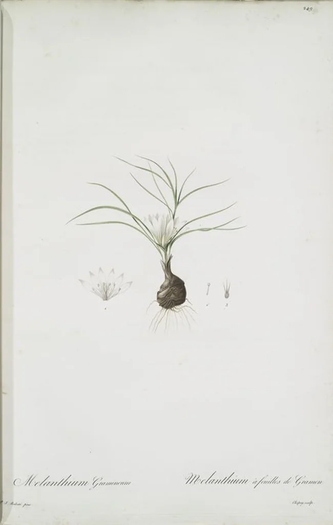 An illustration from Les liliacées, 1805, leaf 255