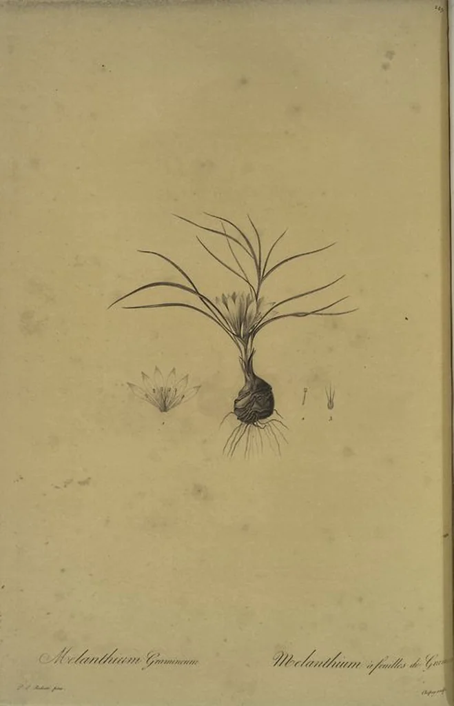 An illustration from Les liliacées, 1805, leaf 255