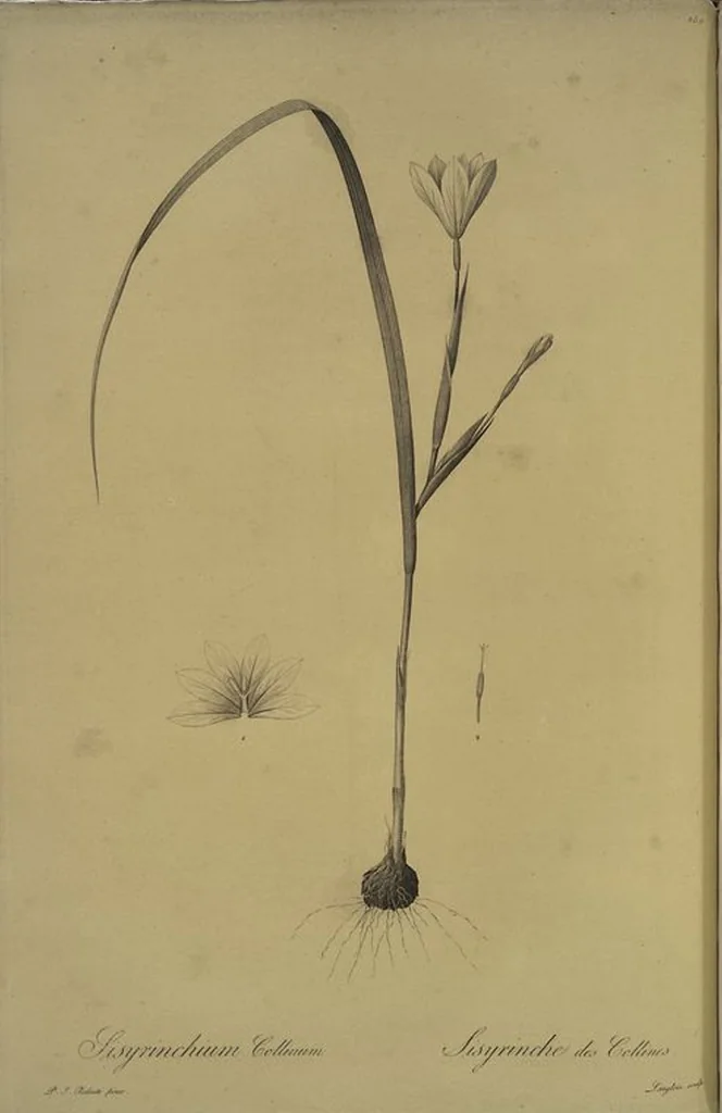 An illustration from Les liliacées, 1805, leaf 256