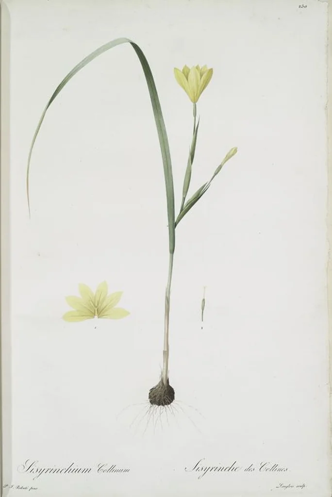 An illustration from Les liliacées, 1805, leaf 256