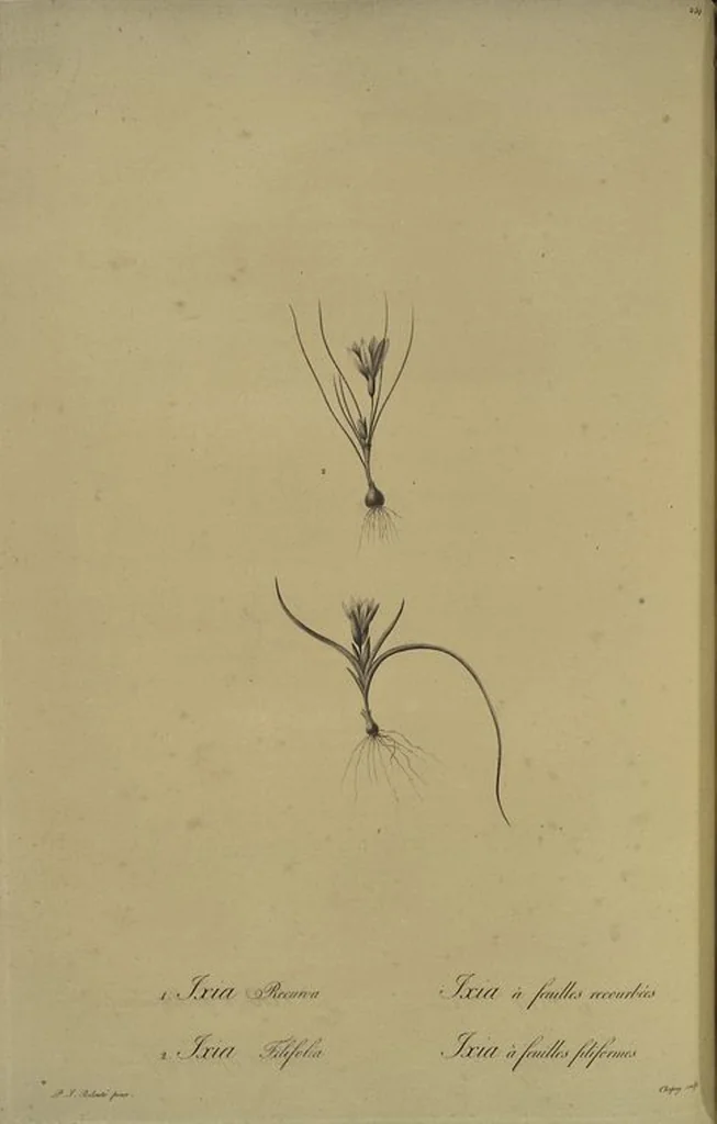 An illustration from Les liliacées, 1805, leaf 257