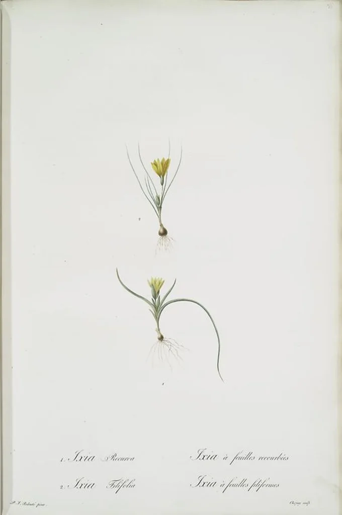 An illustration from Les liliacées, 1805, leaf 257