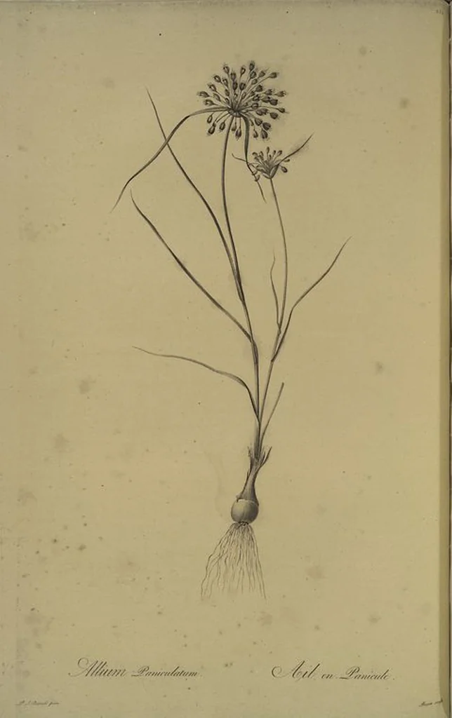 An illustration from Les liliacées, 1805, leaf 258