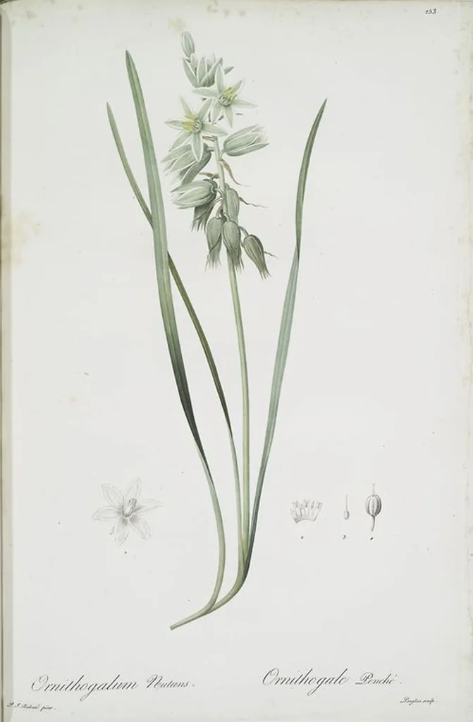 An illustration from Les liliacées, 1805, leaf 259