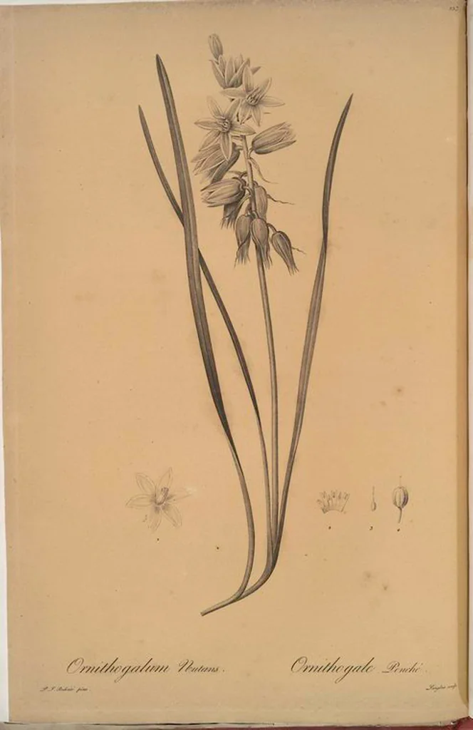 An illustration from Les liliacées, 1805, leaf 259