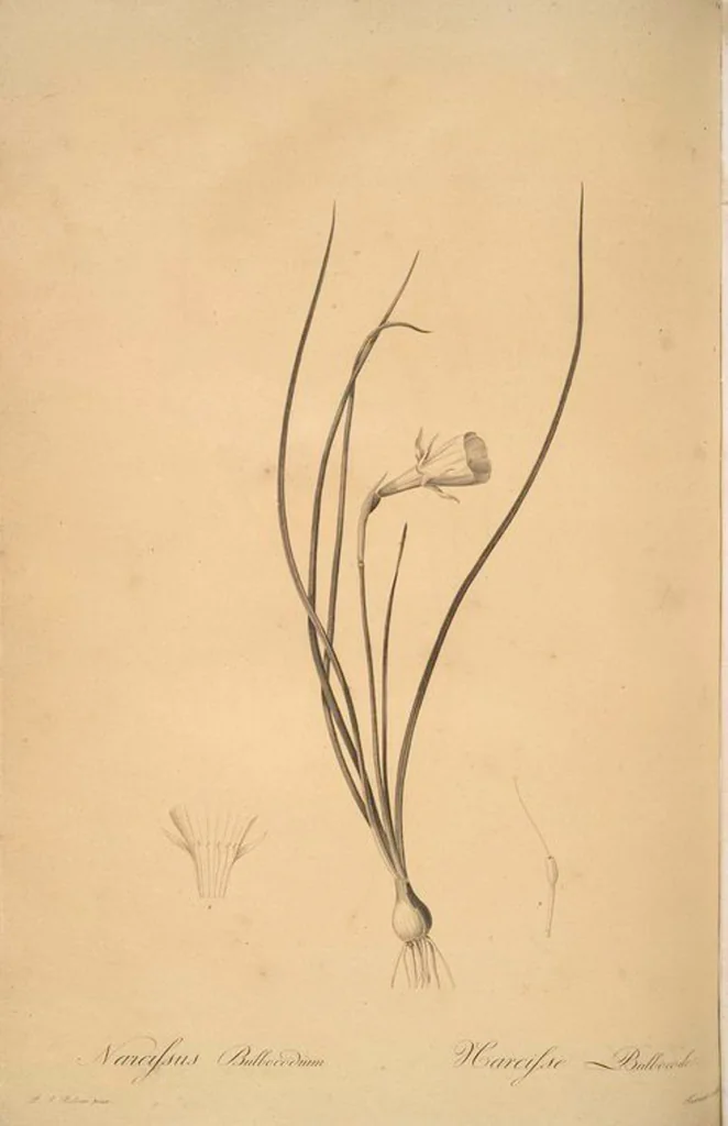 An illustration from Les liliacées, 1805, leaf 26