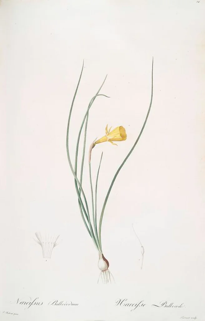 An illustration from Les liliacées, 1805, leaf 26