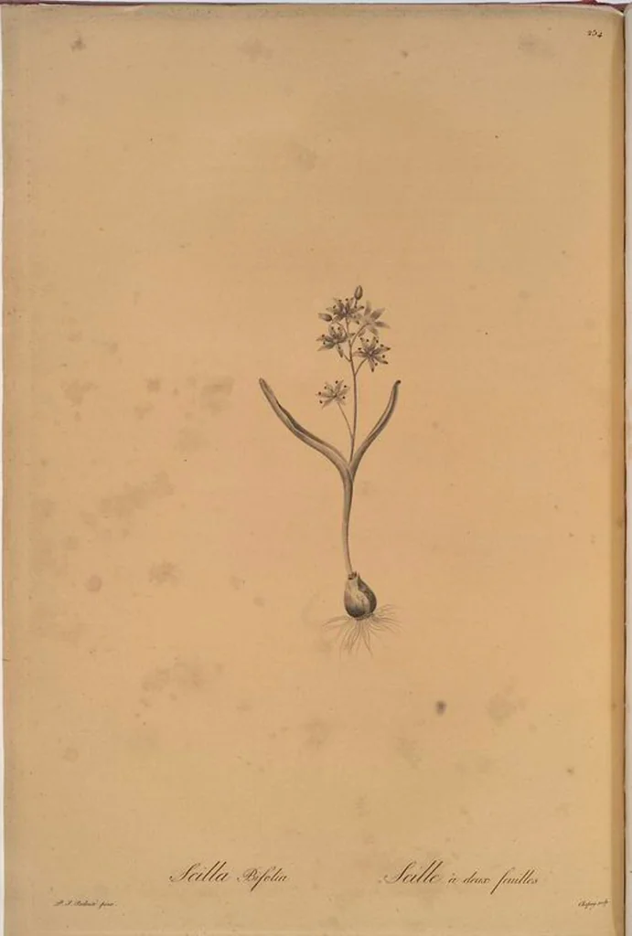 An illustration from Les liliacées, 1805, leaf 260