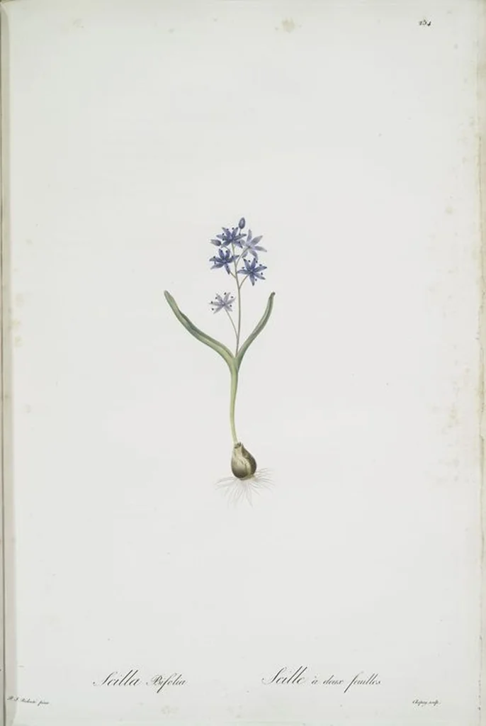 An illustration from Les liliacées, 1805, leaf 260
