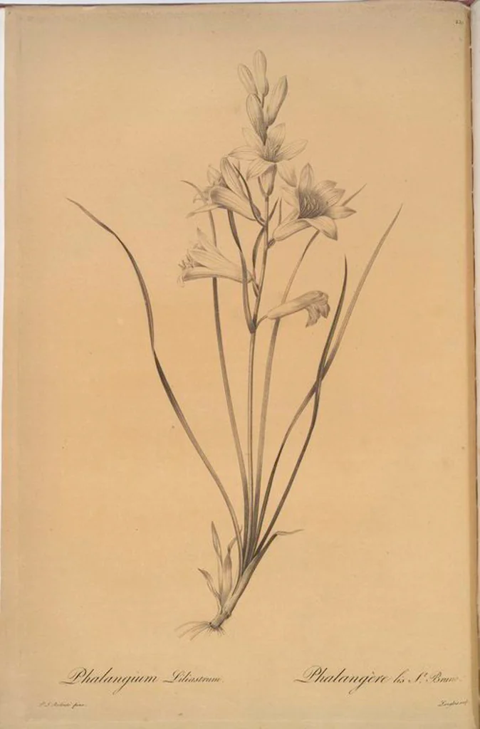 An illustration from Les liliacées, 1805, leaf 261