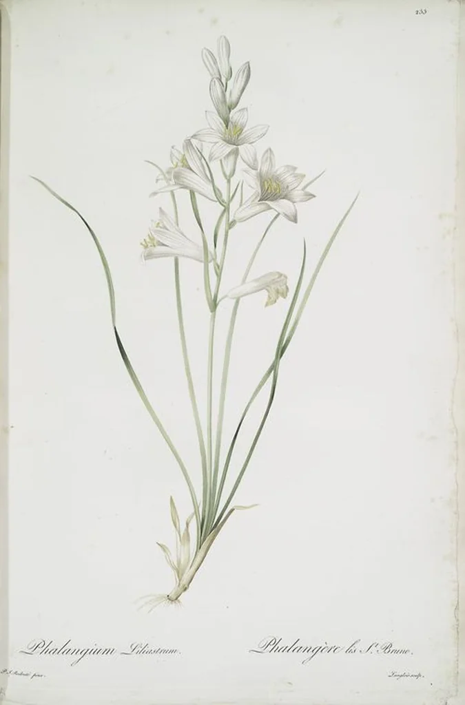 An illustration from Les liliacées, 1805, leaf 261