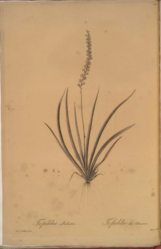 An illustration from Les liliacées, 1805, leaf 262
