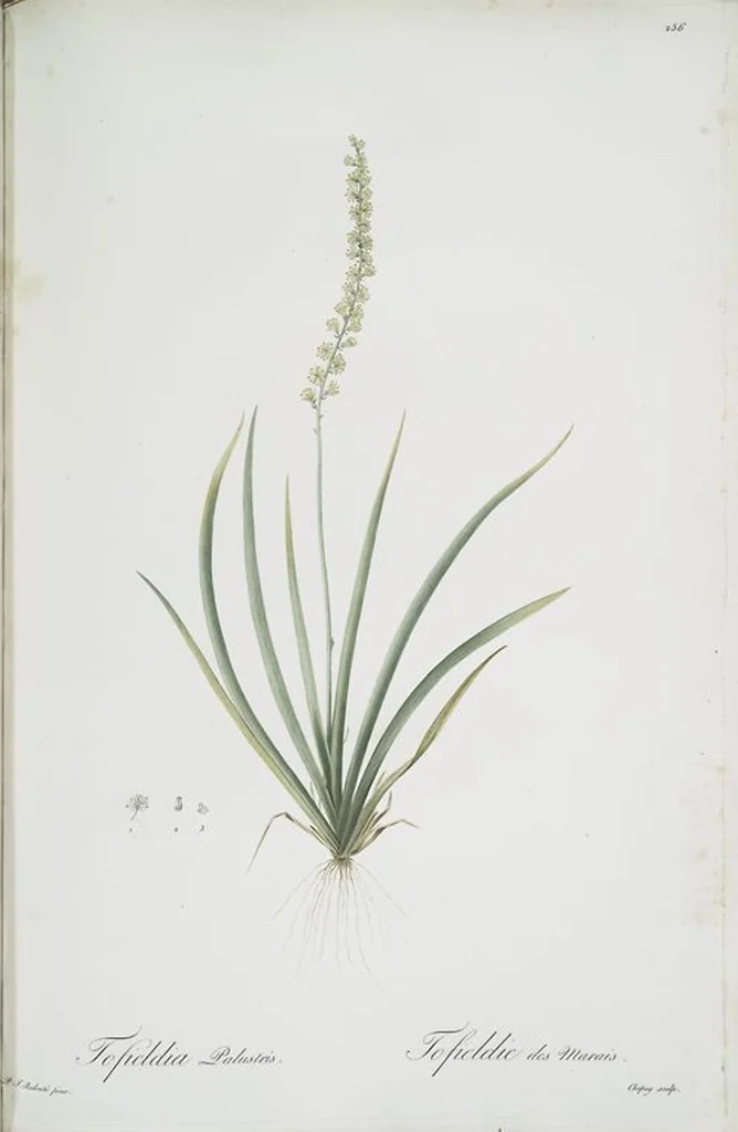An illustration from Les liliacées, 1805, leaf 262