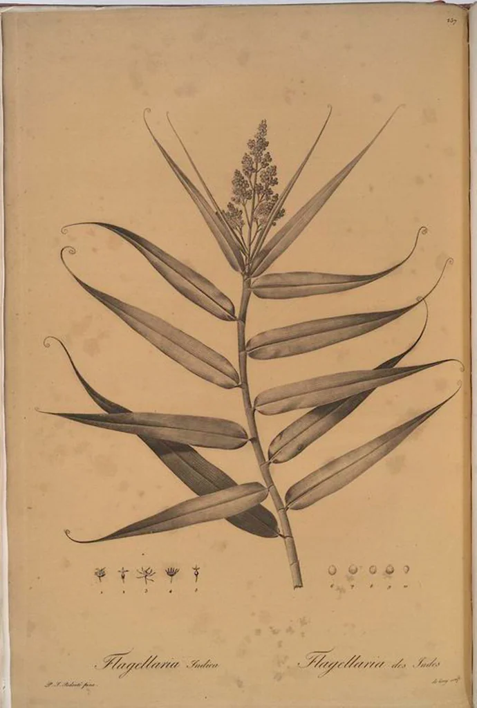 An illustration from Les liliacées, 1805, leaf 263