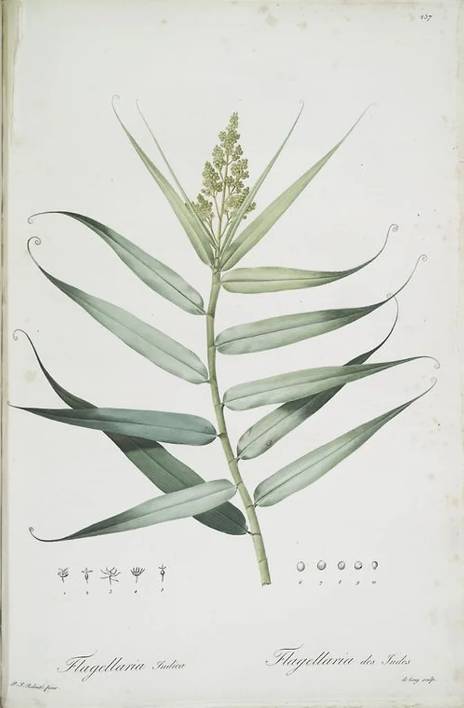 An illustration from Les liliacées, 1805, leaf 263