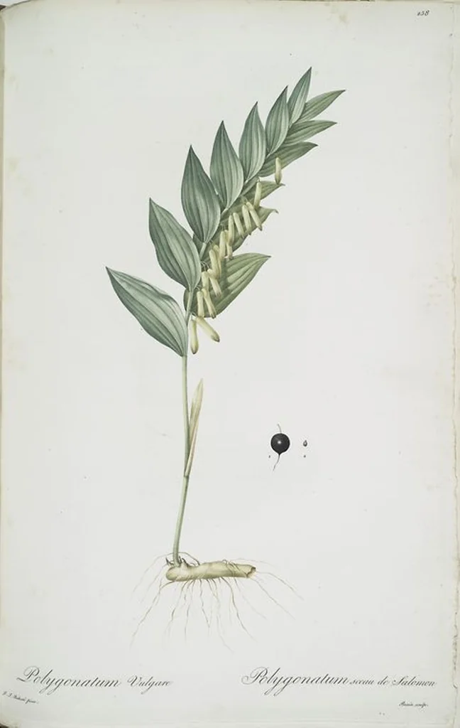 An illustration from Les liliacées, 1805, leaf 264