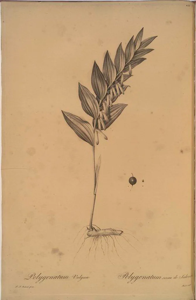 An illustration from Les liliacées, 1805, leaf 264
