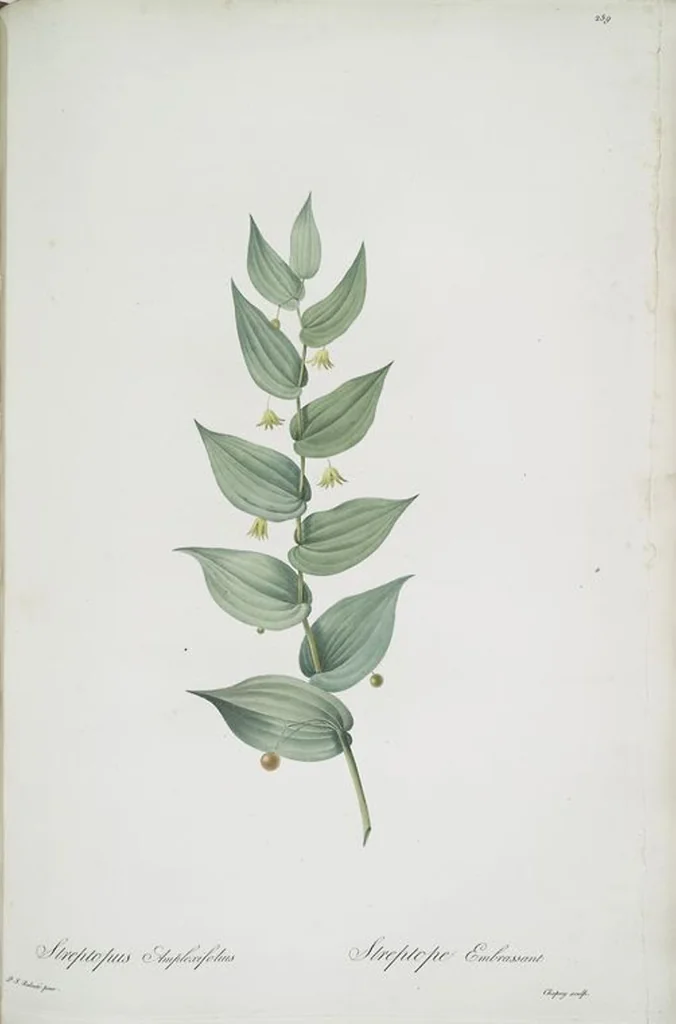 An illustration from Les liliacées, 1805, leaf 265