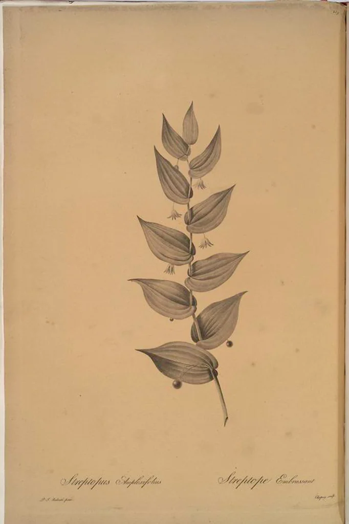 An illustration from Les liliacées, 1805, leaf 265